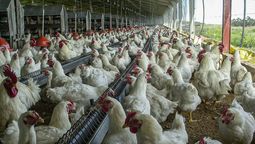 altText(Uruguay en alerta por gripe aviar: impacto en aves de corral y especies silvestres)}