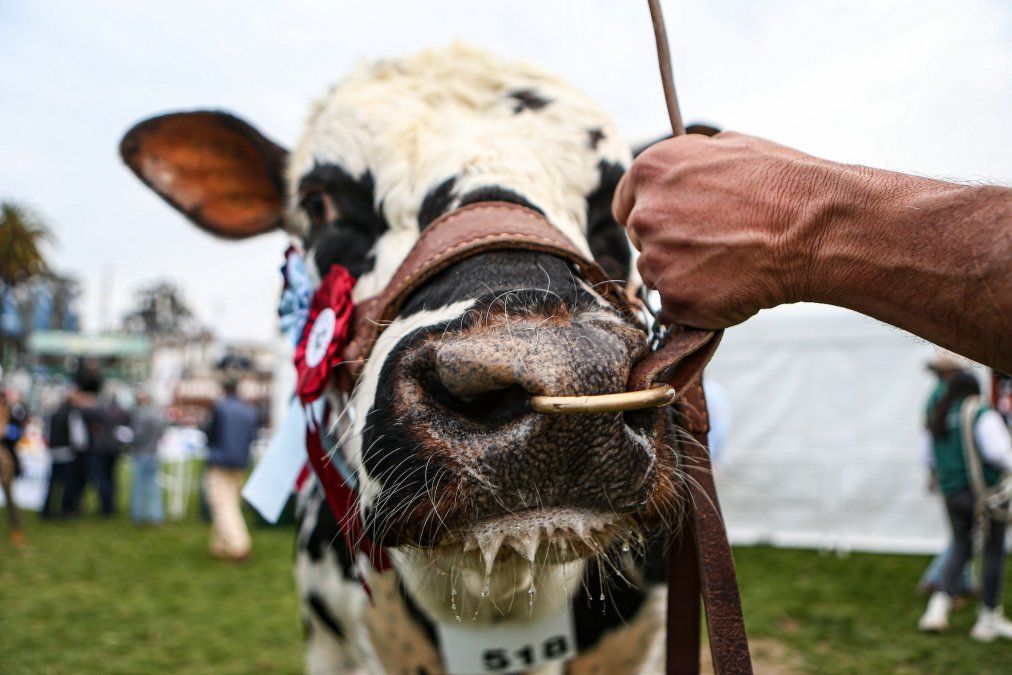 El síndrome de la vaca loca.