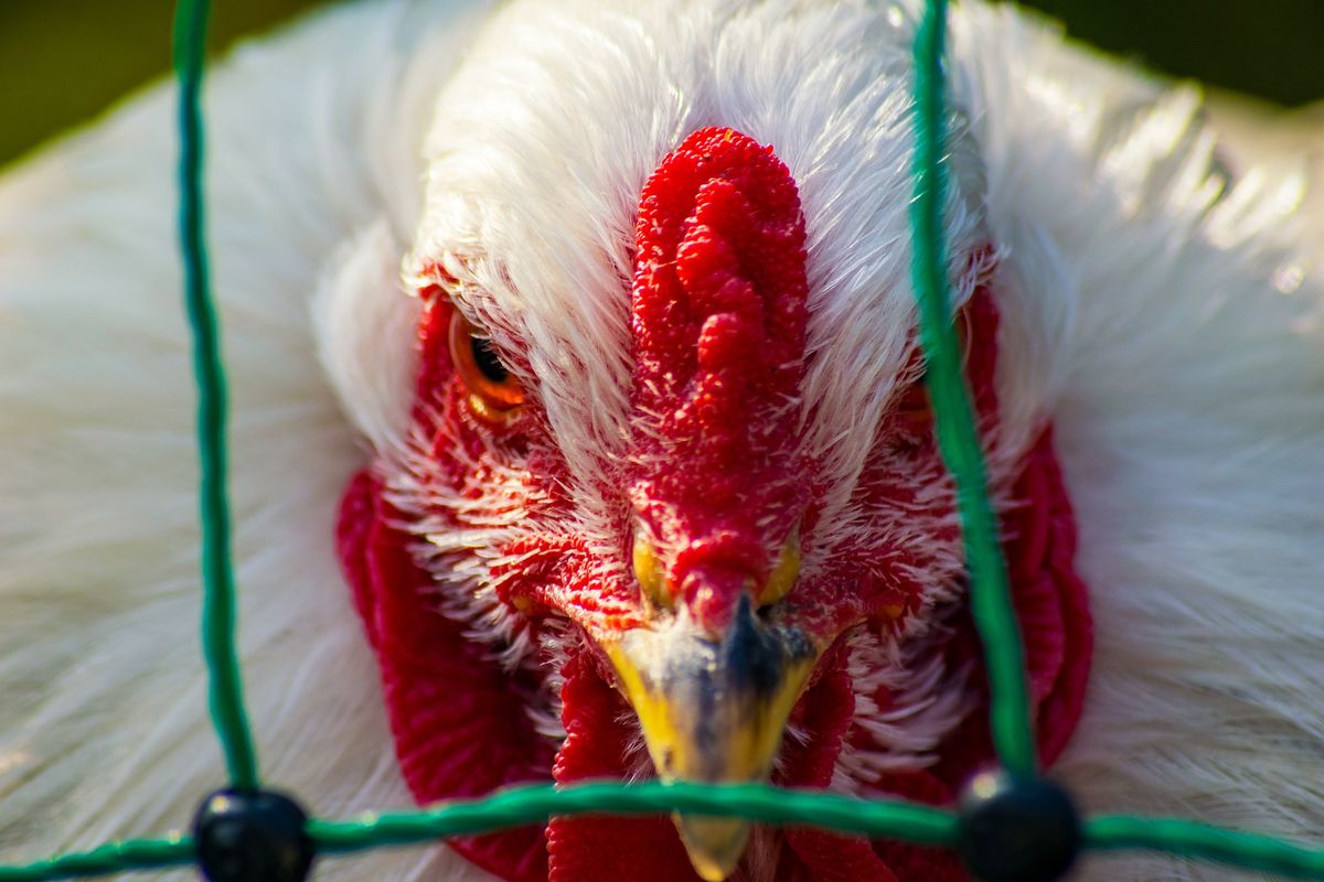 MSP advierte de gripe aviar / foto ilustrativa