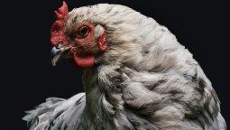 altText(Se expande la gripe aviar a aves de corral en la región)}