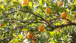 altText(Federación del Citrus pide interpelar a la Ministra Arbeleche)}