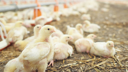 altText(Influenza Aviar: ya se detectó el primer caso en Uruguay)}