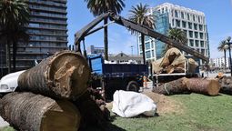 altText(El picudo rojo ataca en la Plaza Independencia y la IM retira las primeras palmeras)}