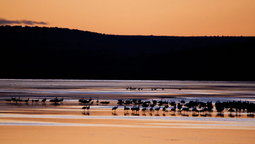 altText(Maldonado celebra la Semana de los Humedales con actividades abiertas al público)}