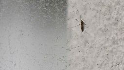 altText(MSP se pronunció sobre la actual invasión de mosquitos)}