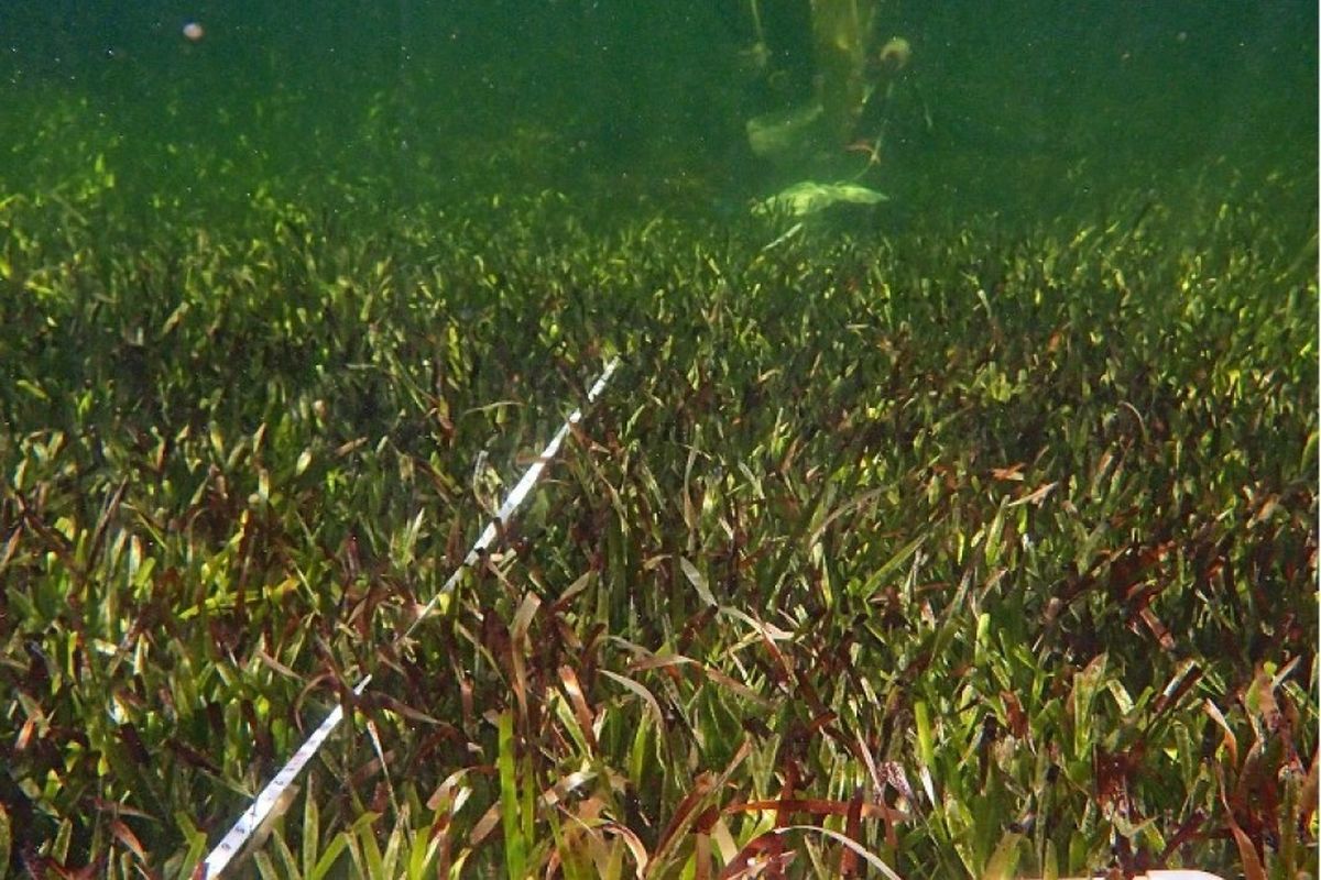 Una muestra de posidonia en la Bah&iacute;a de Shark.