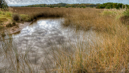 altText(Día Mundial de los Humedales: actividades en Santa Lucía)}