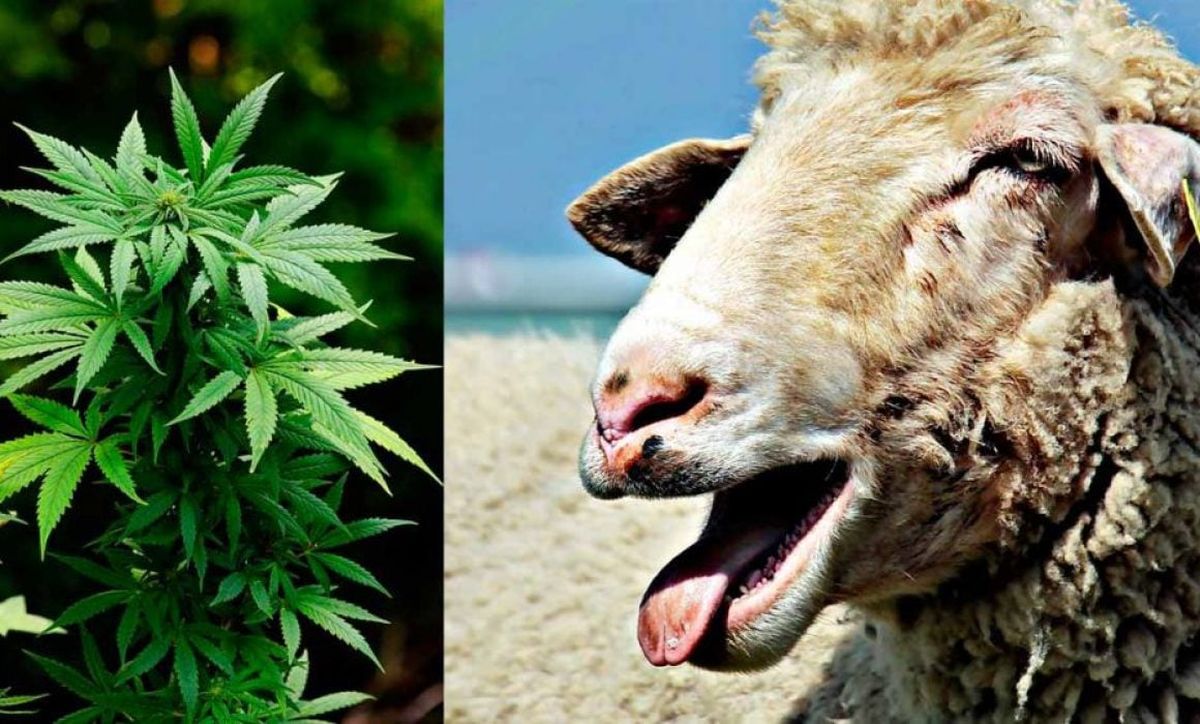 Ovejas consumen 270 kilos de cannabis