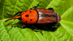 altText(Jornada de sensibilización sobre el picudo rojo llega a Durazno )}