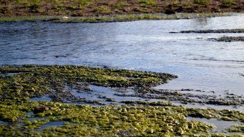 ¿Cuál es la propuesta de Udelar para proteger los recursos hídricos?