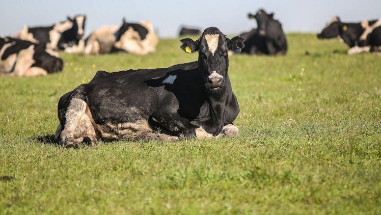 Conflicto en la industria láctea: trabajadores reclaman por despidos y denuncian persecución