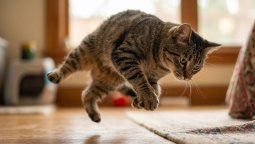 altText(Nueva respuesta: ¿Por qué los gatos siempre caen de pie?)}