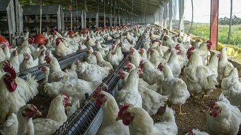Gripe aviar: comienza la vacunación obligatoria