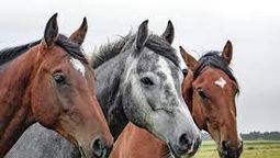 altText(Detectan en Salto el primer caso de encefalitis equina)}