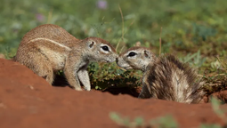altText(Hibernación: cinco animales que la practican y por qué)}