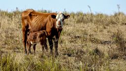 altText(La sequía vuelve a encender alarmas en Colonia y amenaza la producción agropecuaria)}