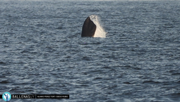 altText(Comenzó la temporada de avistamiento de ballenas)}