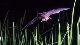 altText(Detectan murciélago con virus rábico en Montevideo)}