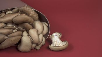 Crearon un cuero ecológico desarrollado a base de hongos