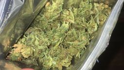 altText(Se presentaron seis empresas al llamado para producir cannabis)}