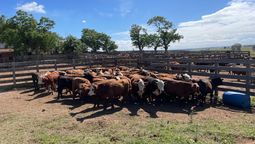 altText(Recuperan 53 terneros robados e imputan al hombre implicado)}