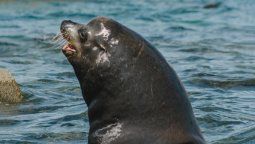 altText(Preocupación por caso de gripe aviar en un lobo marino)}