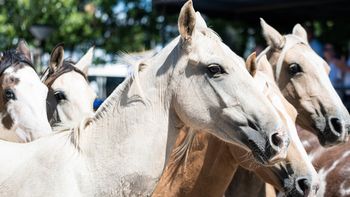 MSP confirmó tercer caso de encefalitis equina