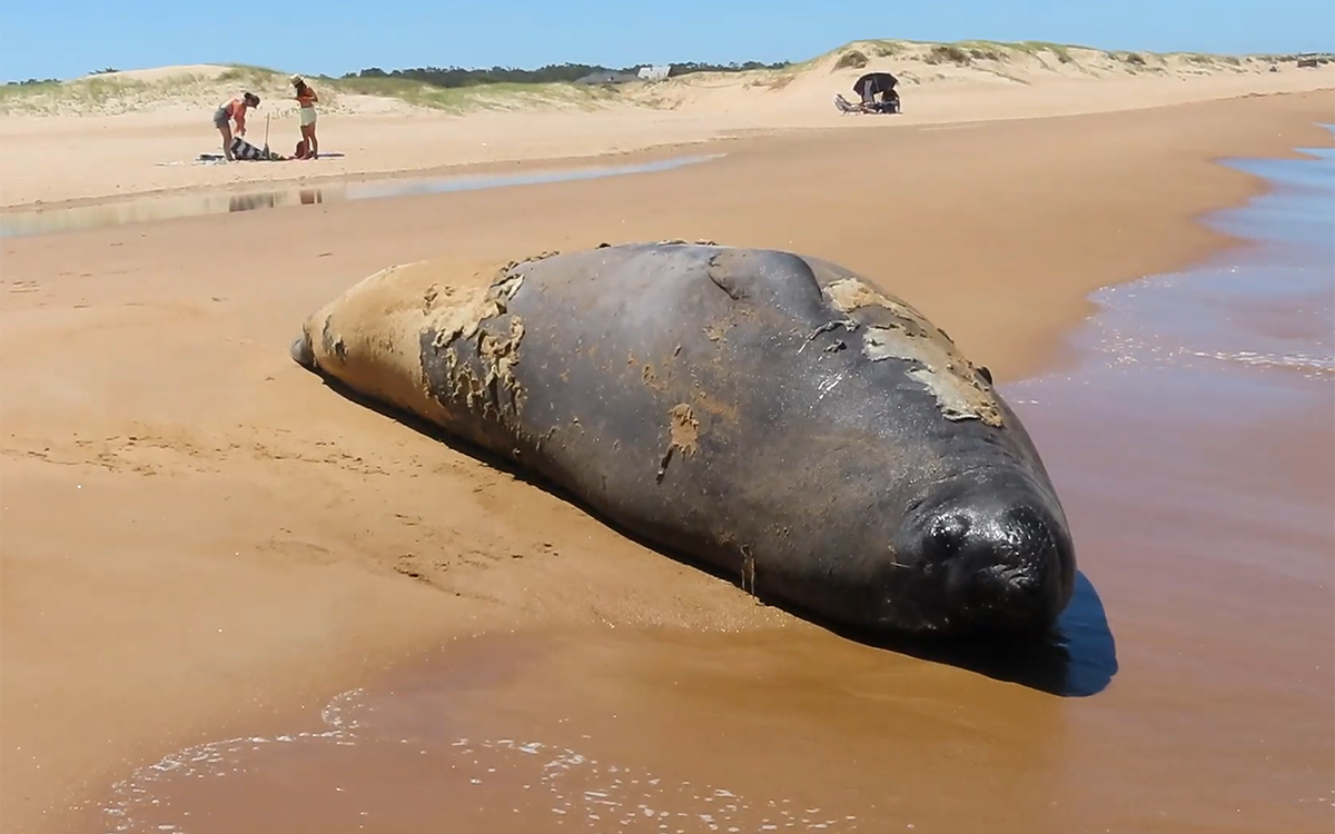 Elefante marino muda su piel en la playa de Punta Negra.