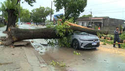 altText(Temporal de lluvia y viento: árbol de gran porte cayó sobre un auto en circulación en el Cerro)}
