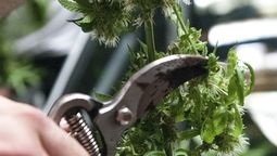 altText(Ircca anunció la venta una variante más potente de Cannabis)}