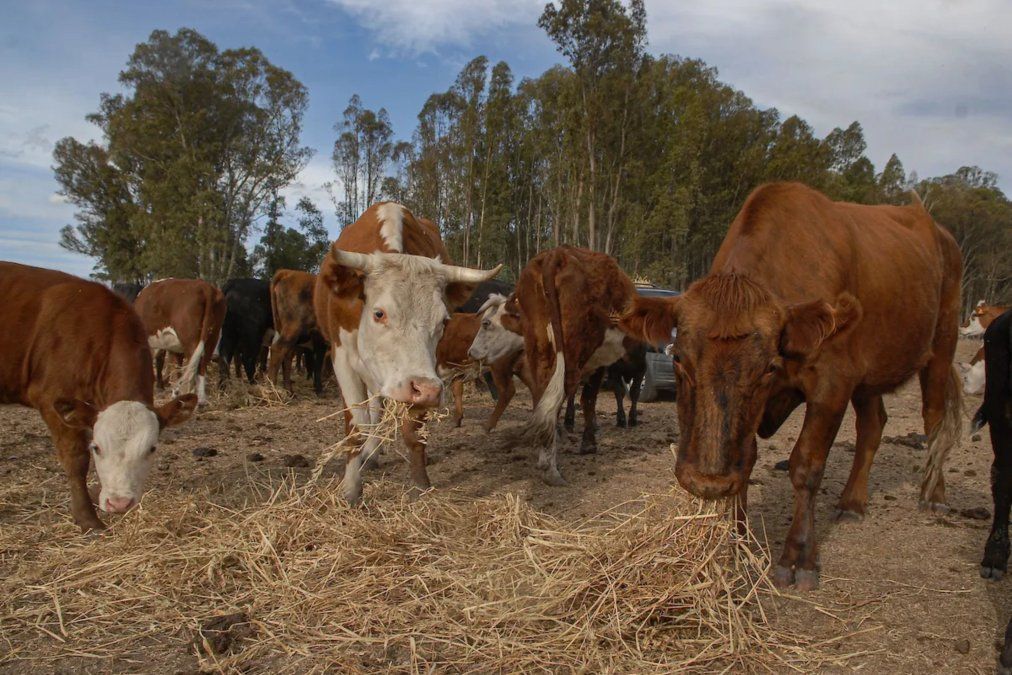 Grupo Larrarte y República Ganadera: las estafas llegan a 100 millones de dólares.