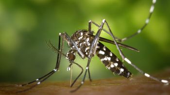El dengue avanza peligrosamente en Uruguay