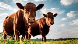 altText(Conexión Ganadera: transfieren US$ 1.800.000 a cuentas de la familia tras la muerte de Basso)}